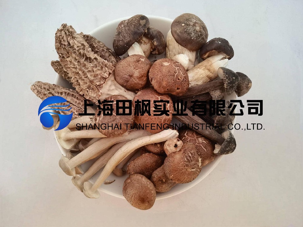 野生菌凍干：野生菌凍干機(jī)制作凍干海鮮菇技術(shù)